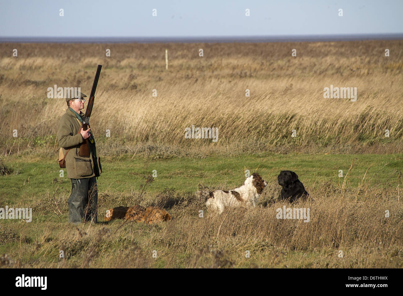 Hombre con12 escopeta y cavidad de perros de muestra de trabajo, en el faisán dispara el lavado de North Norfolk, Inglaterra, el invierno Foto de stock