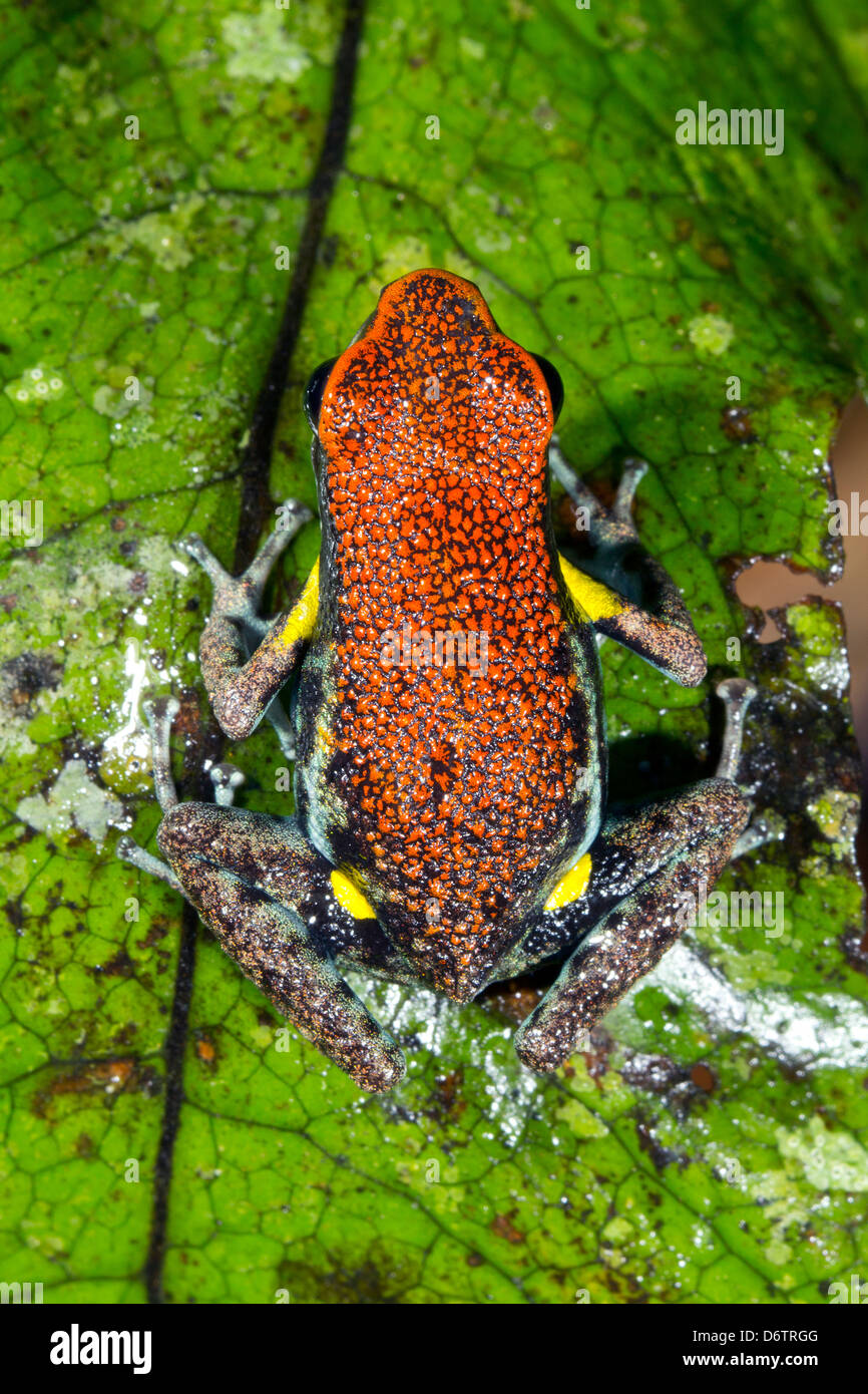 Rana Venenosa de Ecuador (Ameerega bilinguis) sobre una hoja verde en la selva Foto de stock