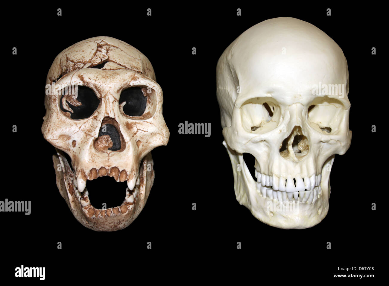 Dmanisi Homo erectus vs Homo sapiens cráneo Foto de stock