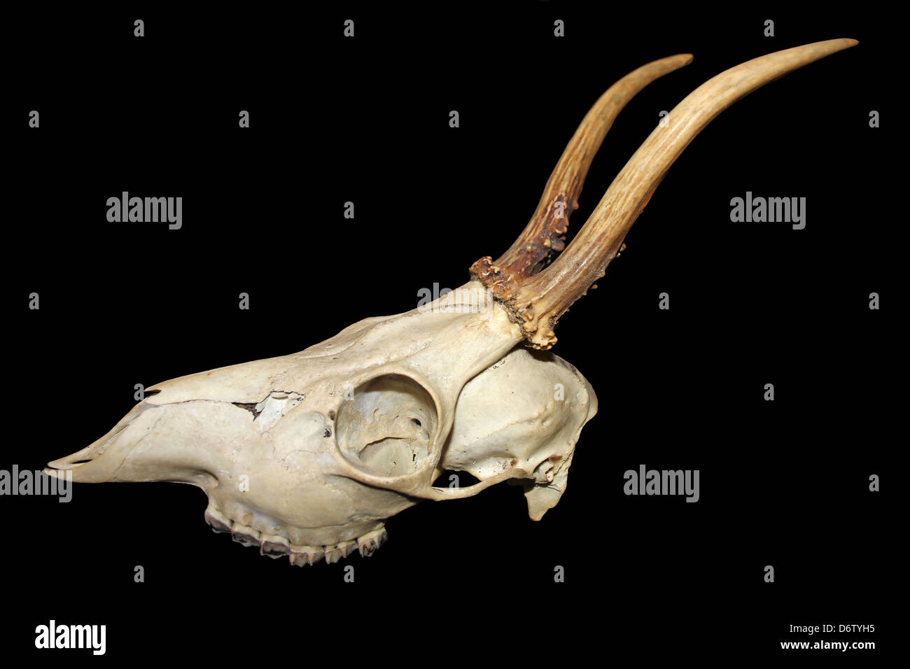 Cráneo y cuernos de dos años de Unión Corzo Capreolus capreolus Buck Foto de stock