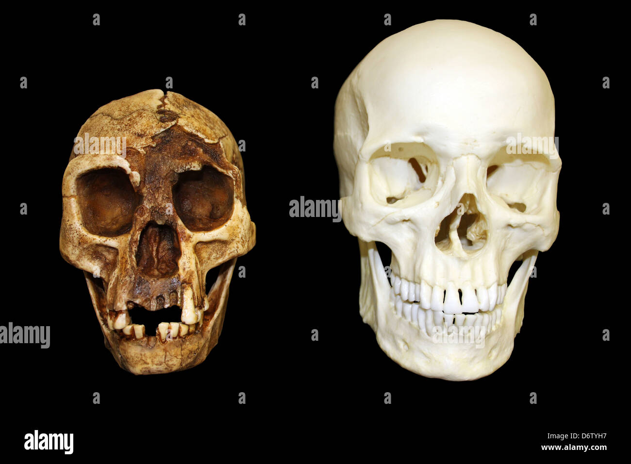 'El Hobbit' homo floresiensis vs Homo sapiens cráneo Foto de stock