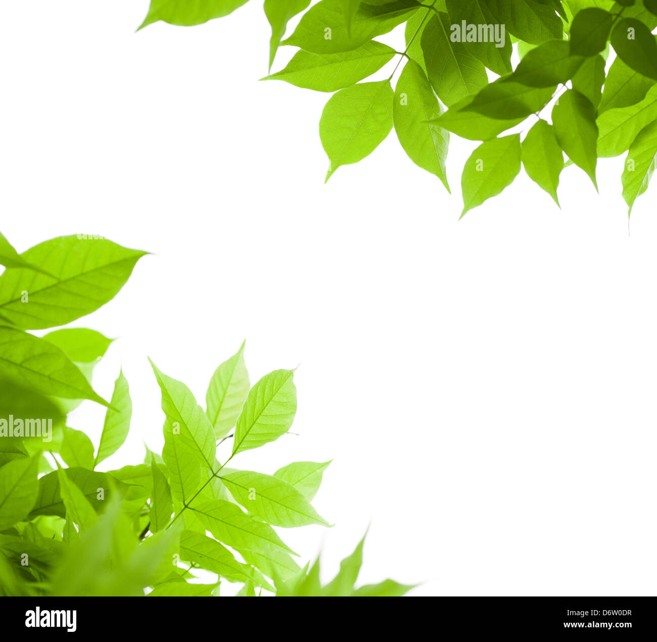 Hojas verdes borde para un ángulo de página sobre un fondo blanco - glicina leaf Foto de stock