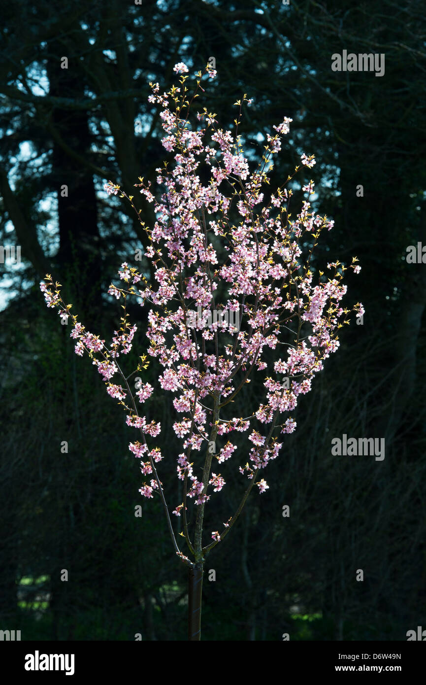 Prunus avium Sweetheart. Cerezo en Flor en la luz del sol contra el fondo oscuro Foto de stock