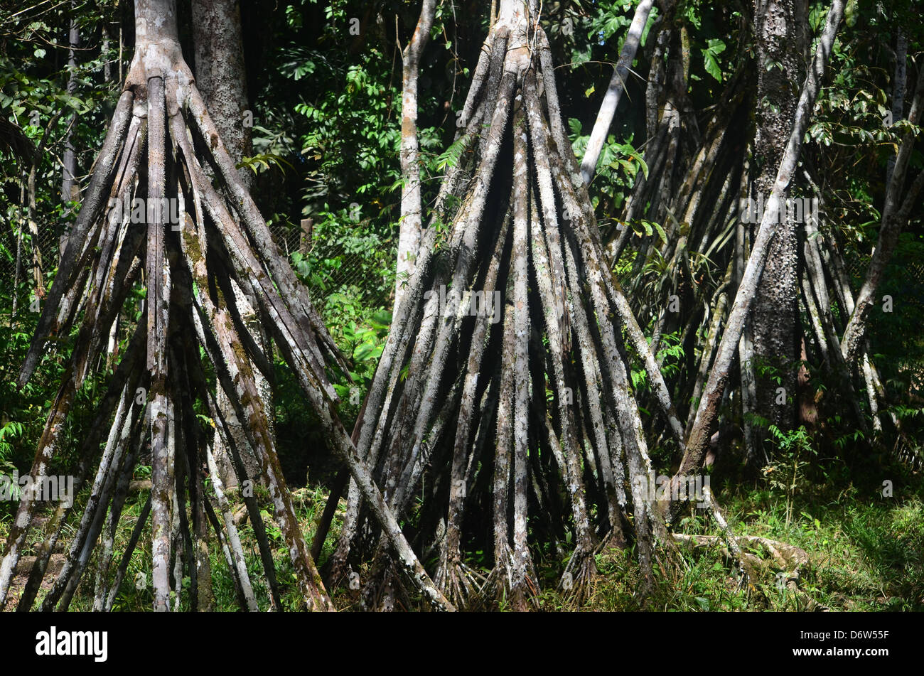 Socratea exorrhiza walking tree in fotografías e imágenes de alta  resolución - Alamy