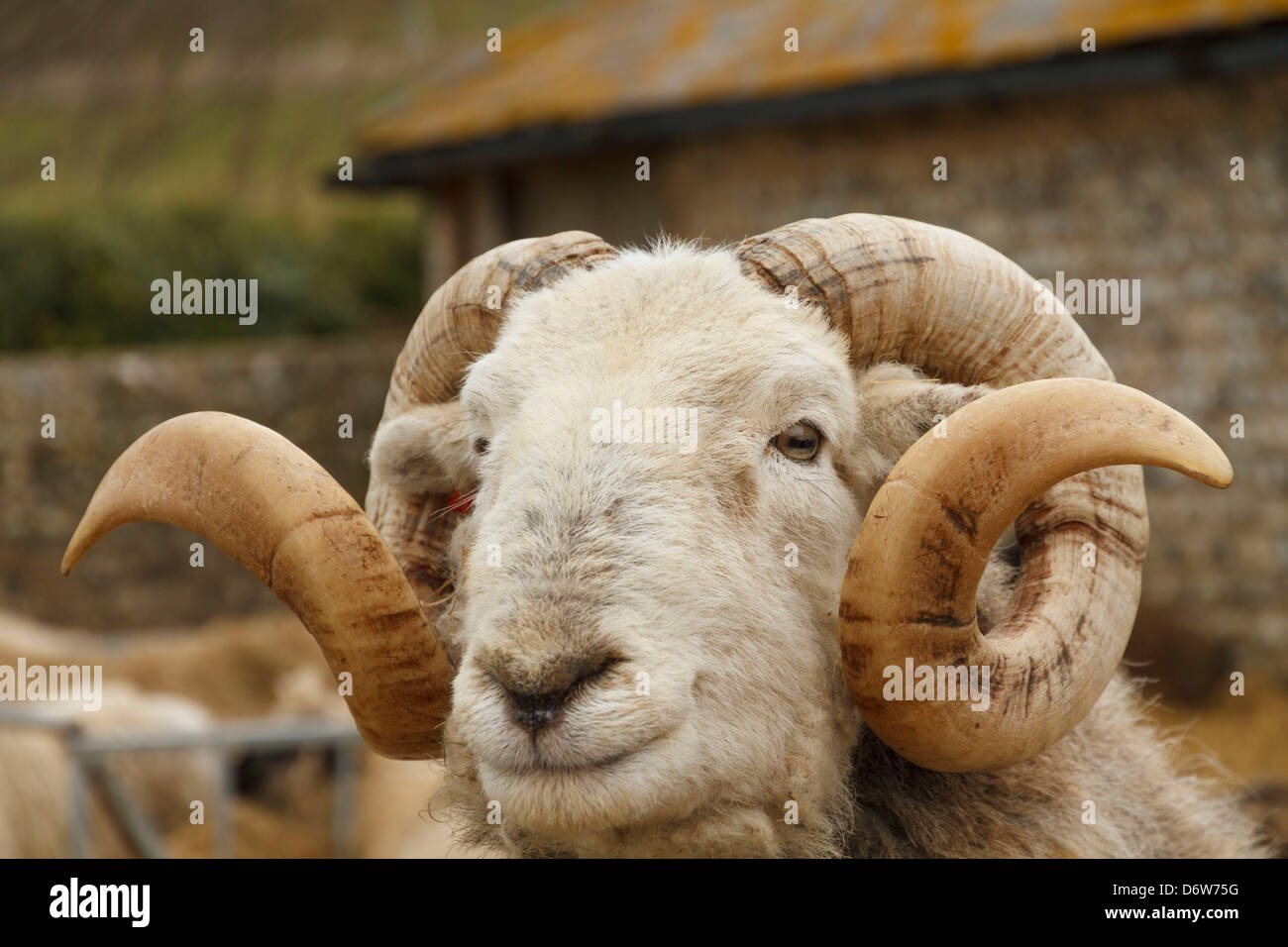 Male sheep fotografías e imágenes de alta resolución - Alamy