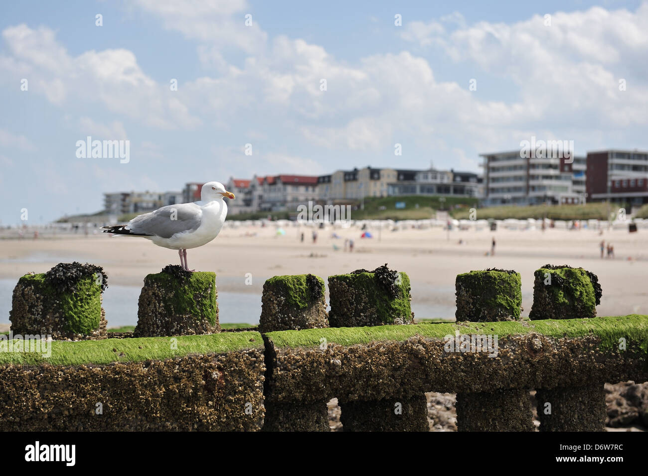 Wangerooge, Alemania, gaviota Holzbuhne sentado en una playa del Mar del Norte Isla Wangerooge Foto de stock