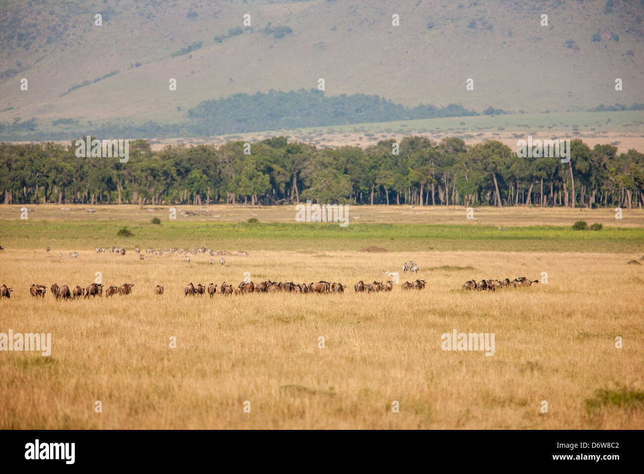 Manada de ñus durante la migración. Foto de stock