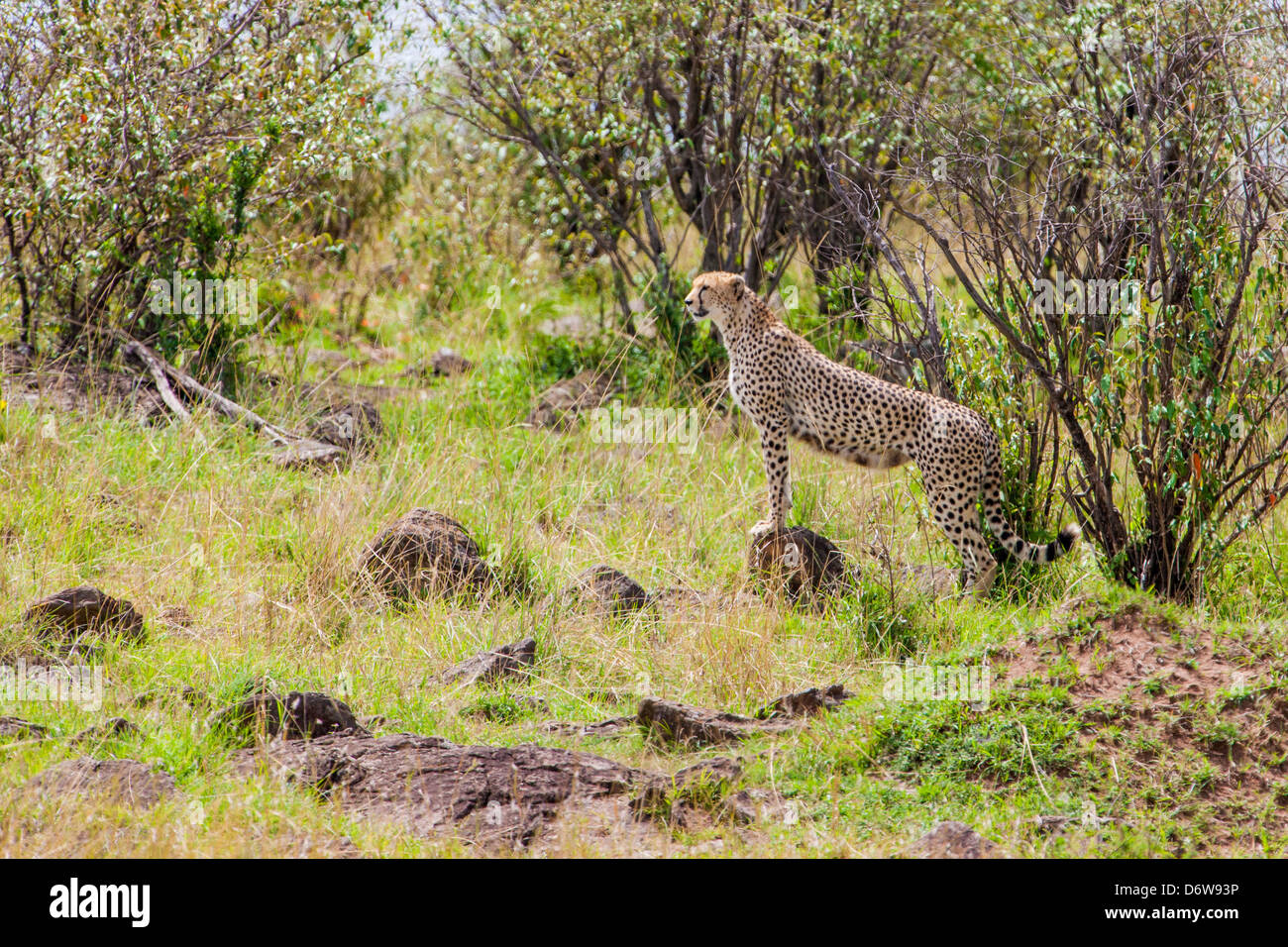 Guepardo En Busca De Presas Y Depredadores Fotografia De Stock Alamy