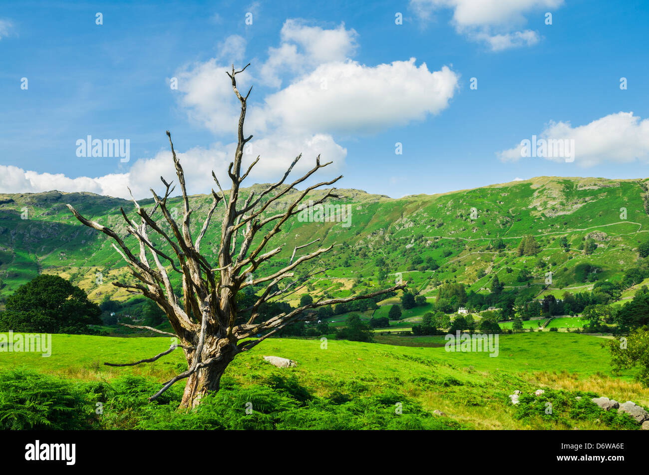 Un viejo árbol muerto en el Great Langdale Valley en el Lake District inglés, Cumbria, Inglaterra. Foto de stock