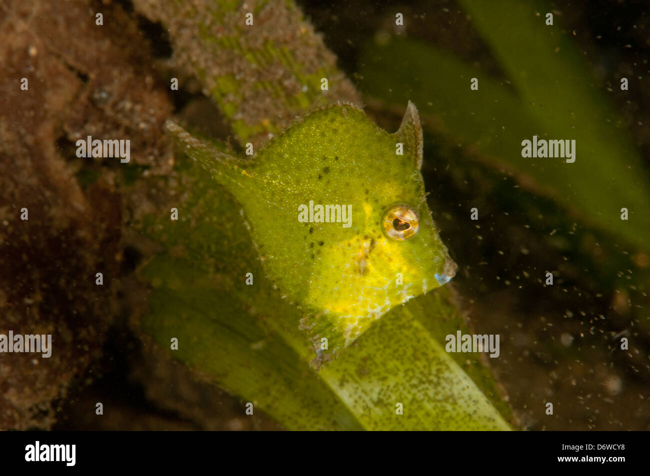 Un pequeño lime green filefish camufla cerca de una brizna de hierba de mar Foto de stock