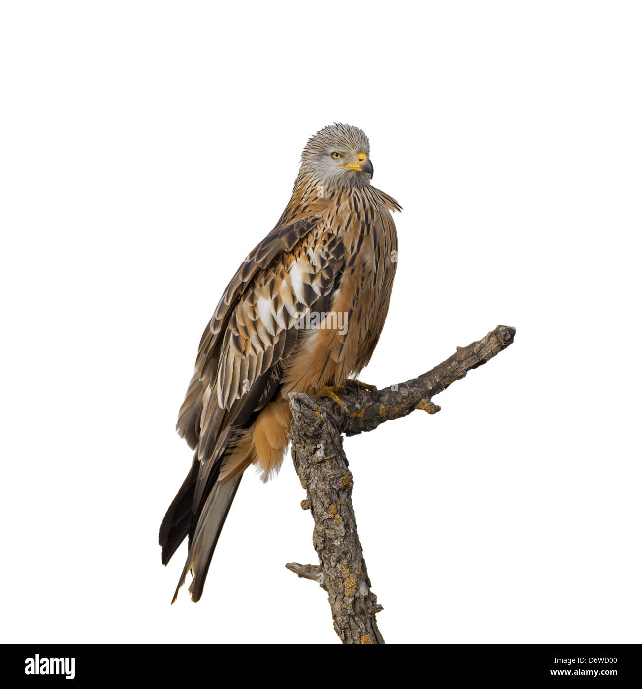 Red Kite Milvus milvus Foto de stock