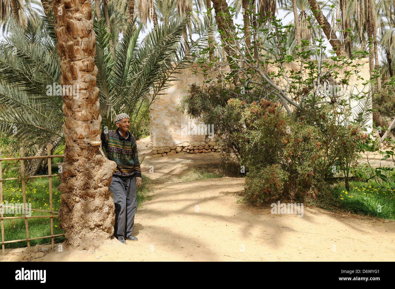 Ancianos hombres tunecinos de pie en una plantación de palmeras Túnez Foto de stock