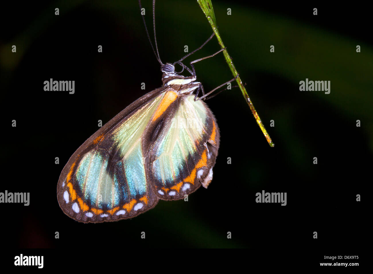 Mariposa ithomine transparente posados sobre una hoja en la selva de noche Foto de stock