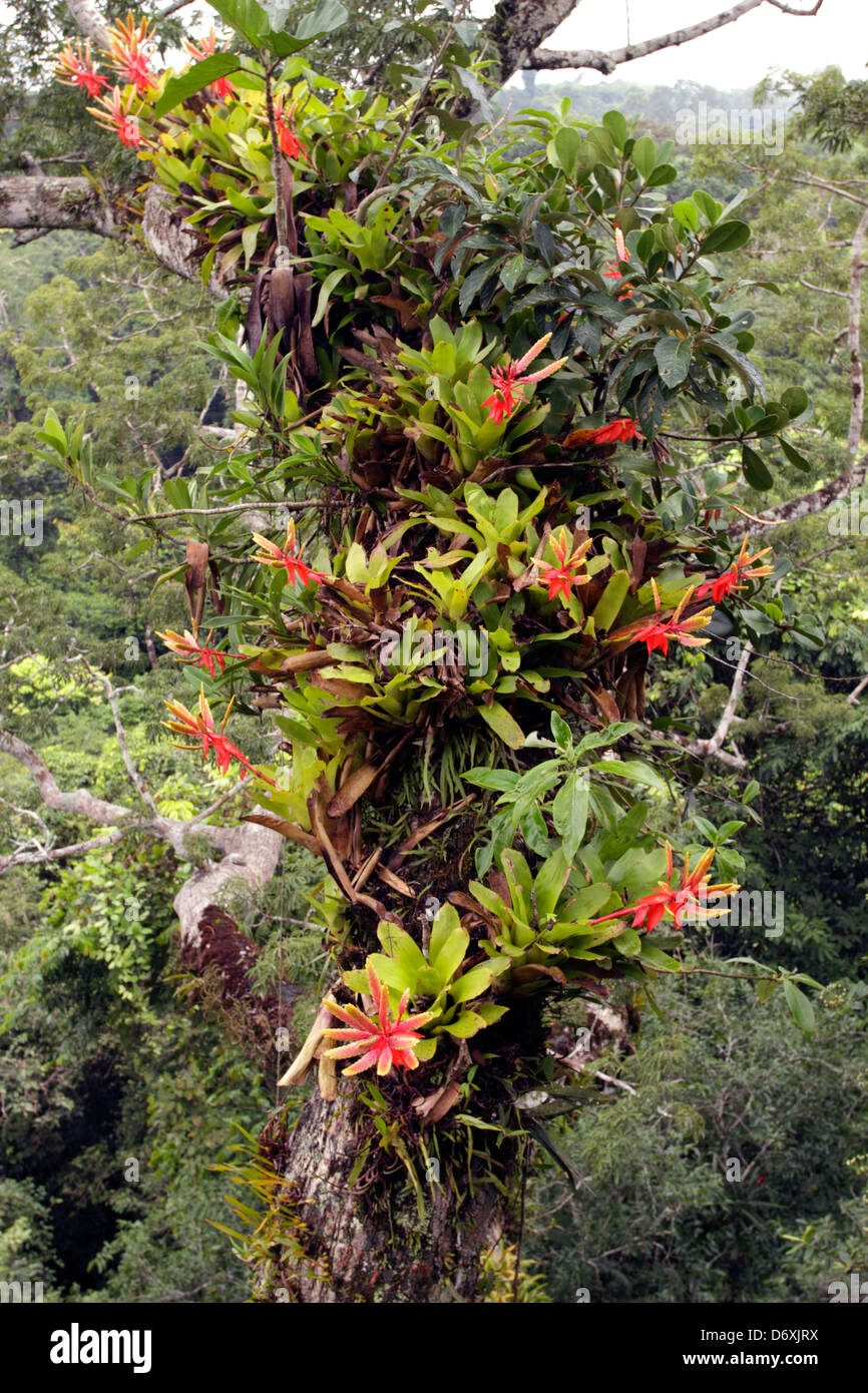 Las Bromelias crecen en una rama de un gran árbol de ceibo por encima del dosel del bosque lluvioso, Ecuador. Foto de stock
