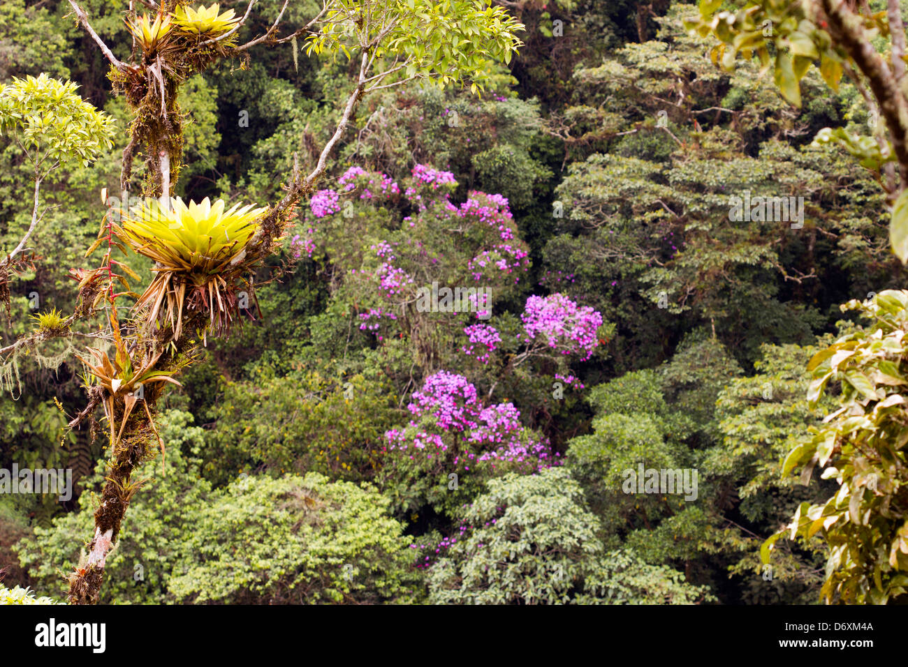 Nuboso en la vertiente amazónica de la Cordillera de Los Andes en Ecuador Foto de stock