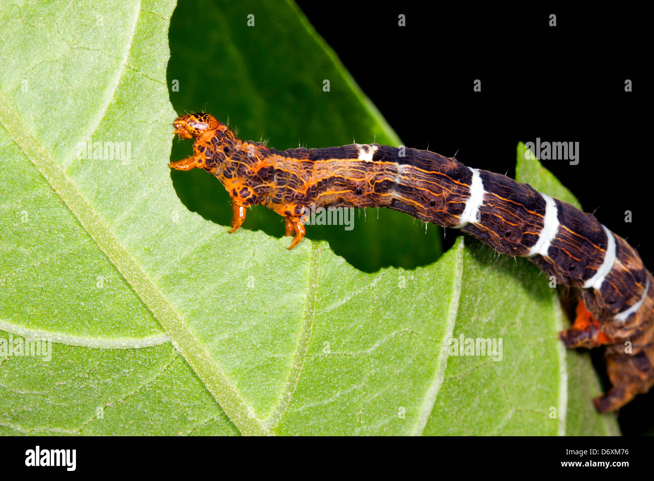 Caterpillar comiendo un agujero en una hoja Foto de stock