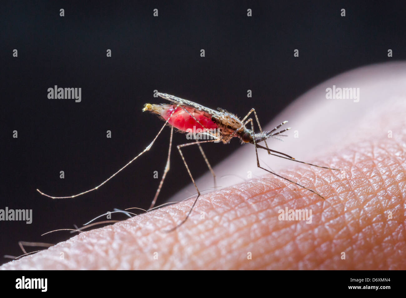 Cerrar un mosquito chupa sangre humana set E-2 Foto de stock