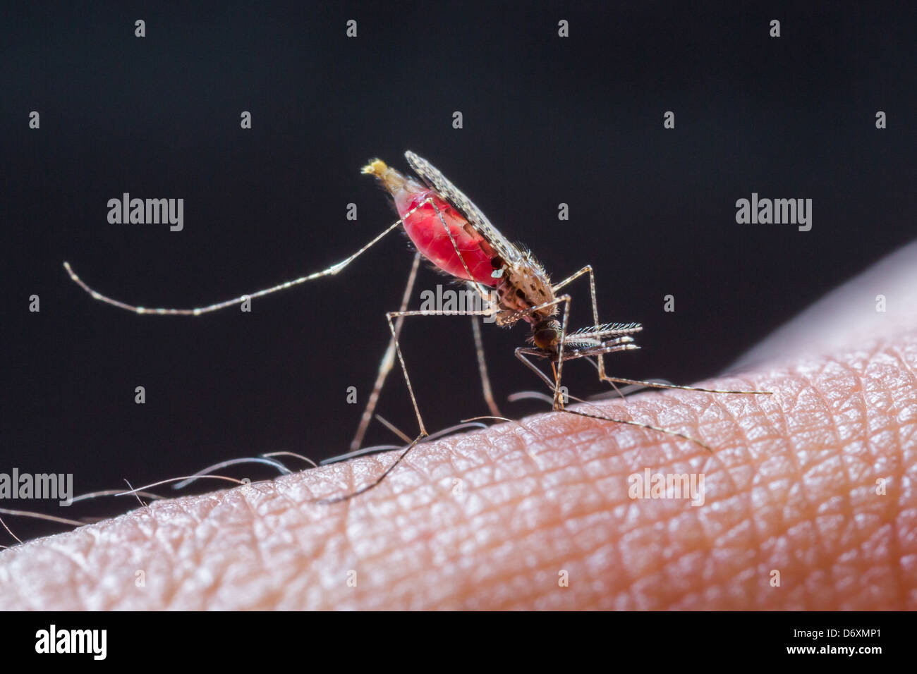 Cerrar un mosquito chupa sangre humana set E-1 Foto de stock