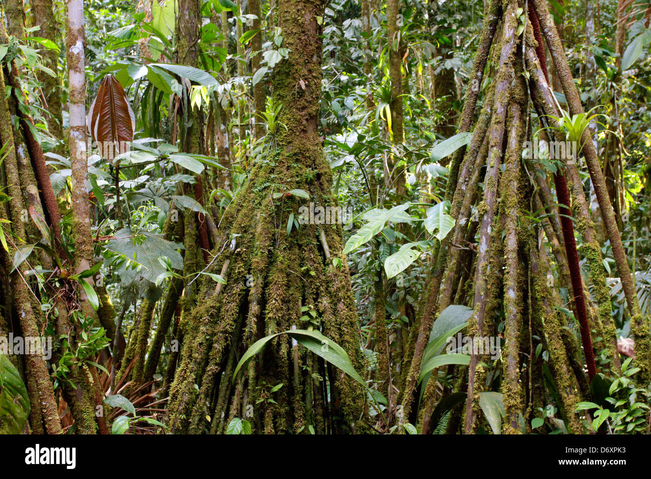 Selva tropical interior con raíces aéreas de la Palm (Iriartea deltoidea), Ecuador Foto de stock