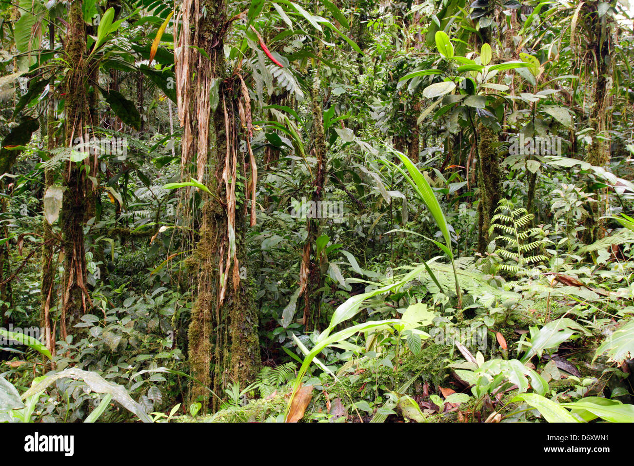 Interior de bosque tropical primario en Ecuador Foto de stock