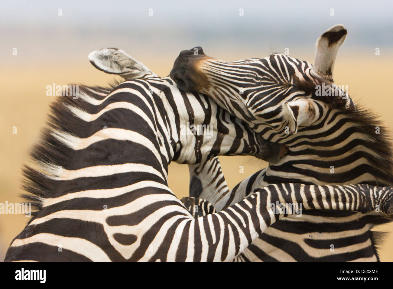 Cebras, Masai Mara, Kenya Foto de stock