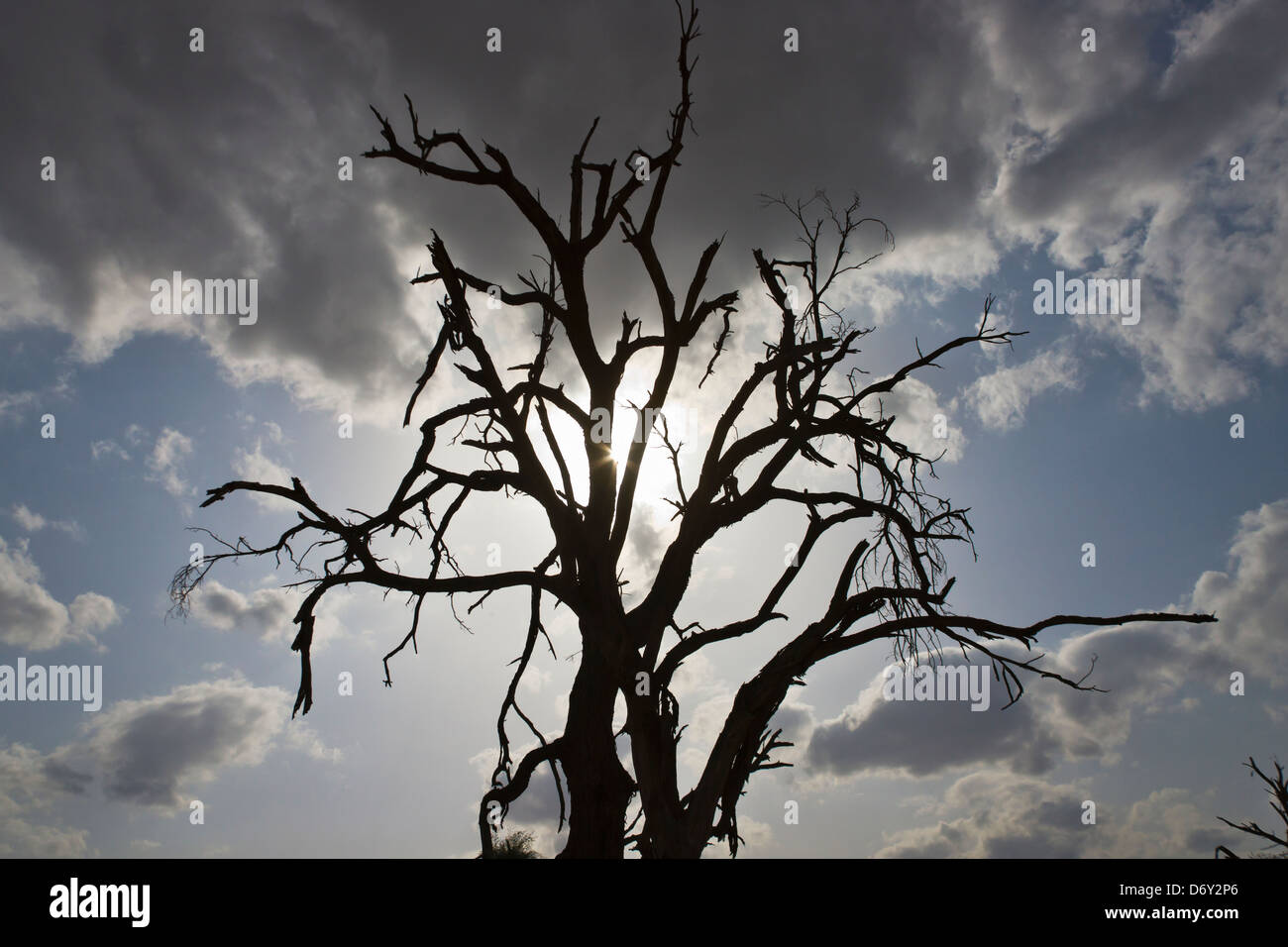 Árbol Muerto contra el cielo, Samburu, Kenia Foto de stock