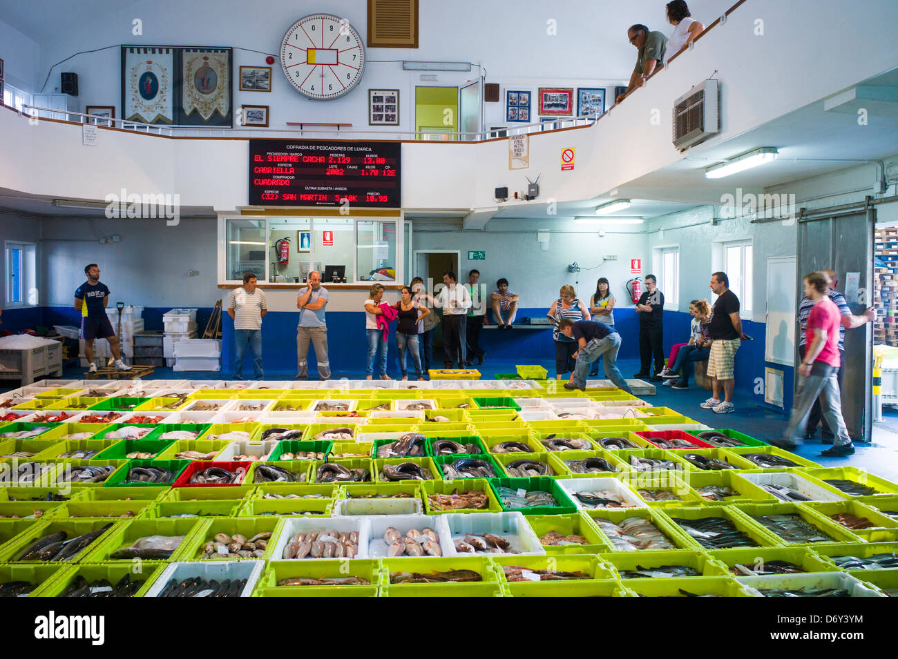 Subasta de pescado recién pescados en la Confradia de Pescadores de Luarca, Confederación de Pescadores de Luarca, puerto de Luarca, España Foto de stock