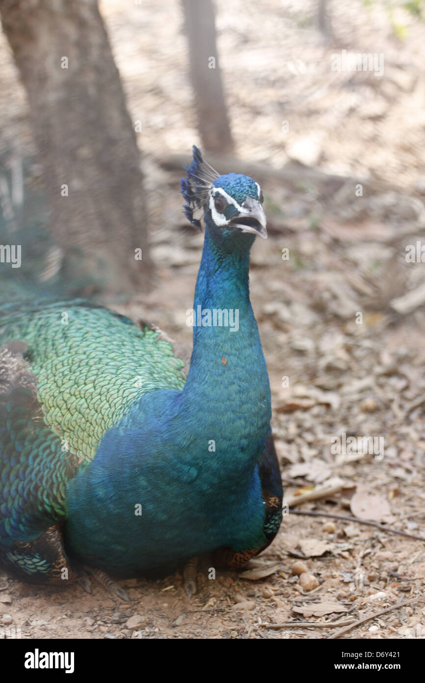 Una imagen sincera el Peacock es escéptico. Foto de stock