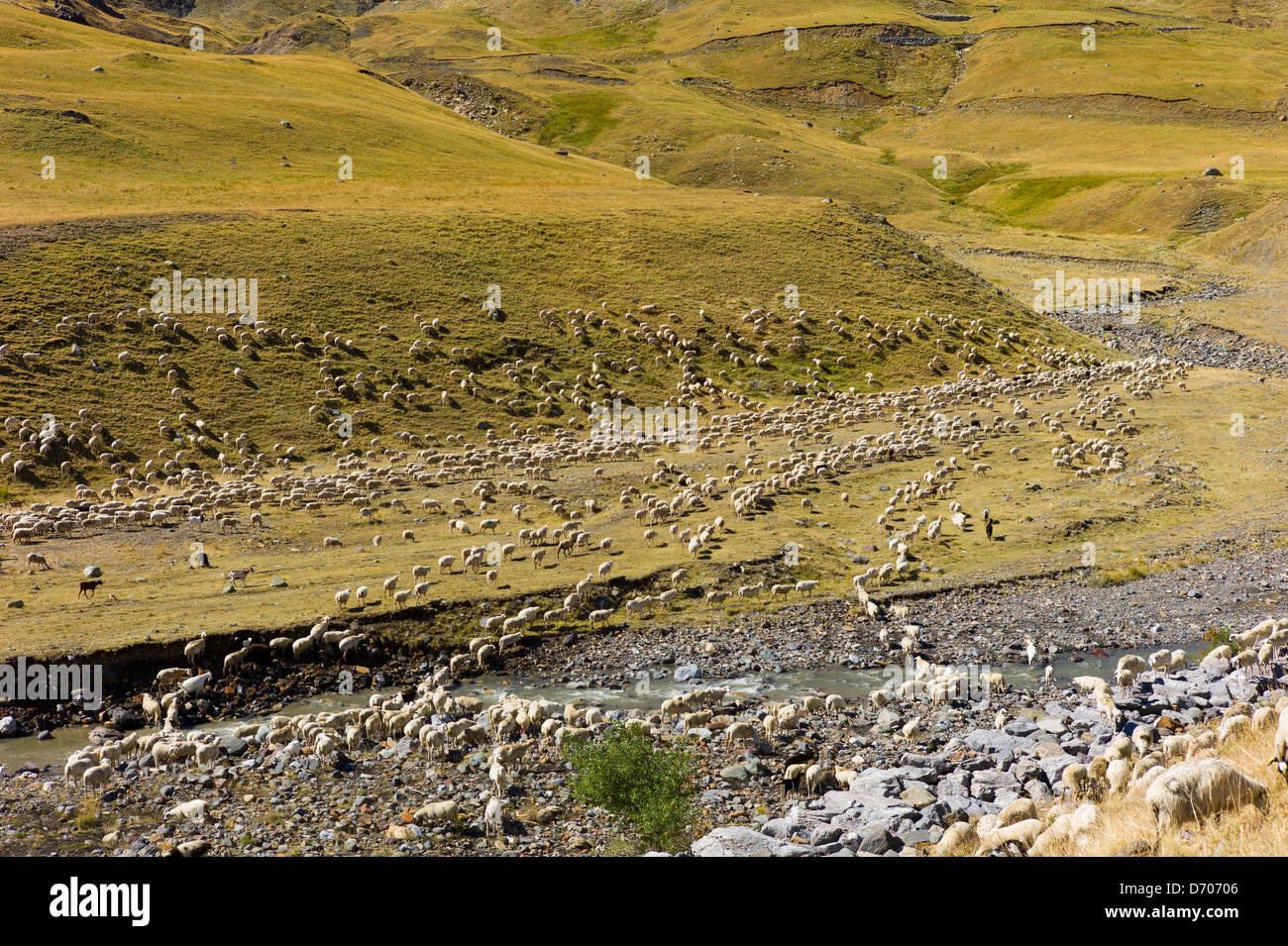 Las ovejas y las cabras de montaña en Val de Tena, en Formigal, en los Pirineos españoles, en el norte de España de Montaña Foto de stock
