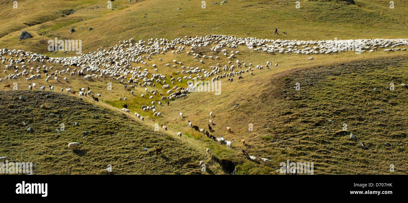 Las ovejas y las cabras de montaña con pastor en Val de Tena, en Formigal, en los Pirineos españoles, en el norte de España de Montaña Foto de stock