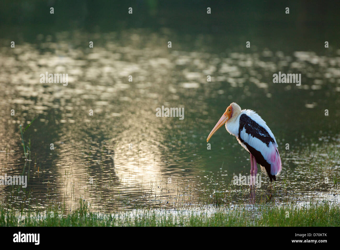 Sri Lanka, el Parque Nacional de Yala, pintado de Stork (Mycteria leucocephala) Foto de stock