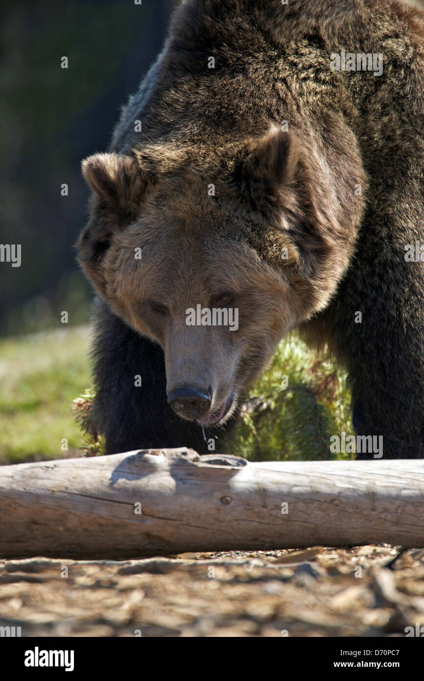 Estados Unidos, Montana, West Yellowstone, Grizzly y Discovery Center, Lobo, Oso Grizzly Ursus arctos horribilis Foto de stock