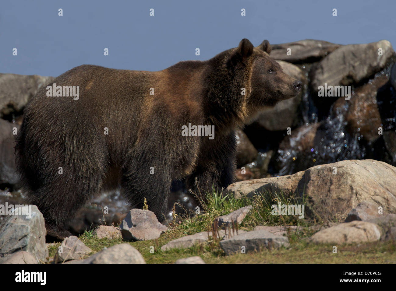 Estados Unidos, Montana, West Yellowstone, Grizzly y Discovery Center, Lobo, Oso Grizzly Ursus arctos horribilis Foto de stock