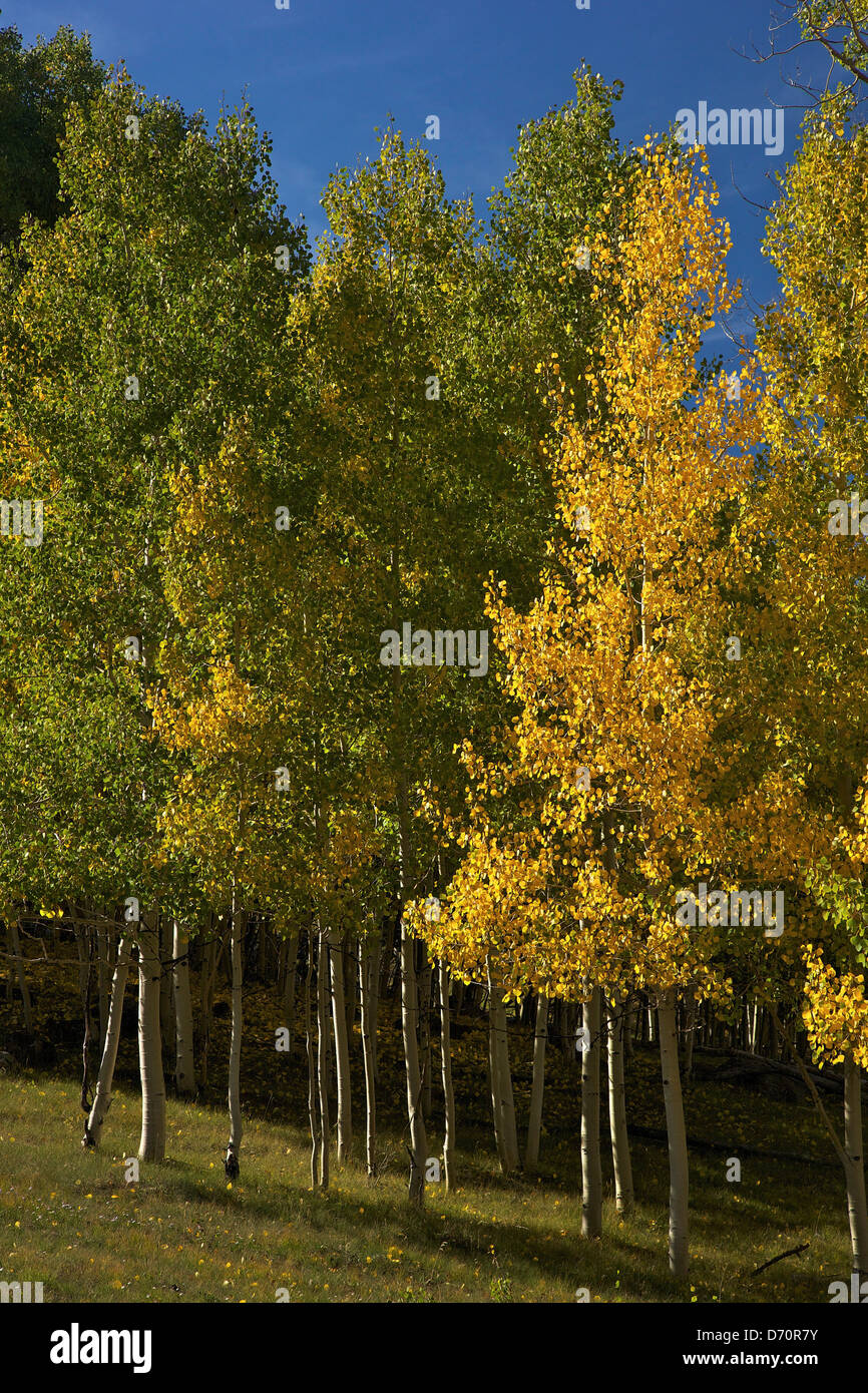 Estados Unidos, Utah, Dixie National Forest, árboles de Aspen (Populus tremuloides), en otoño Foto de stock