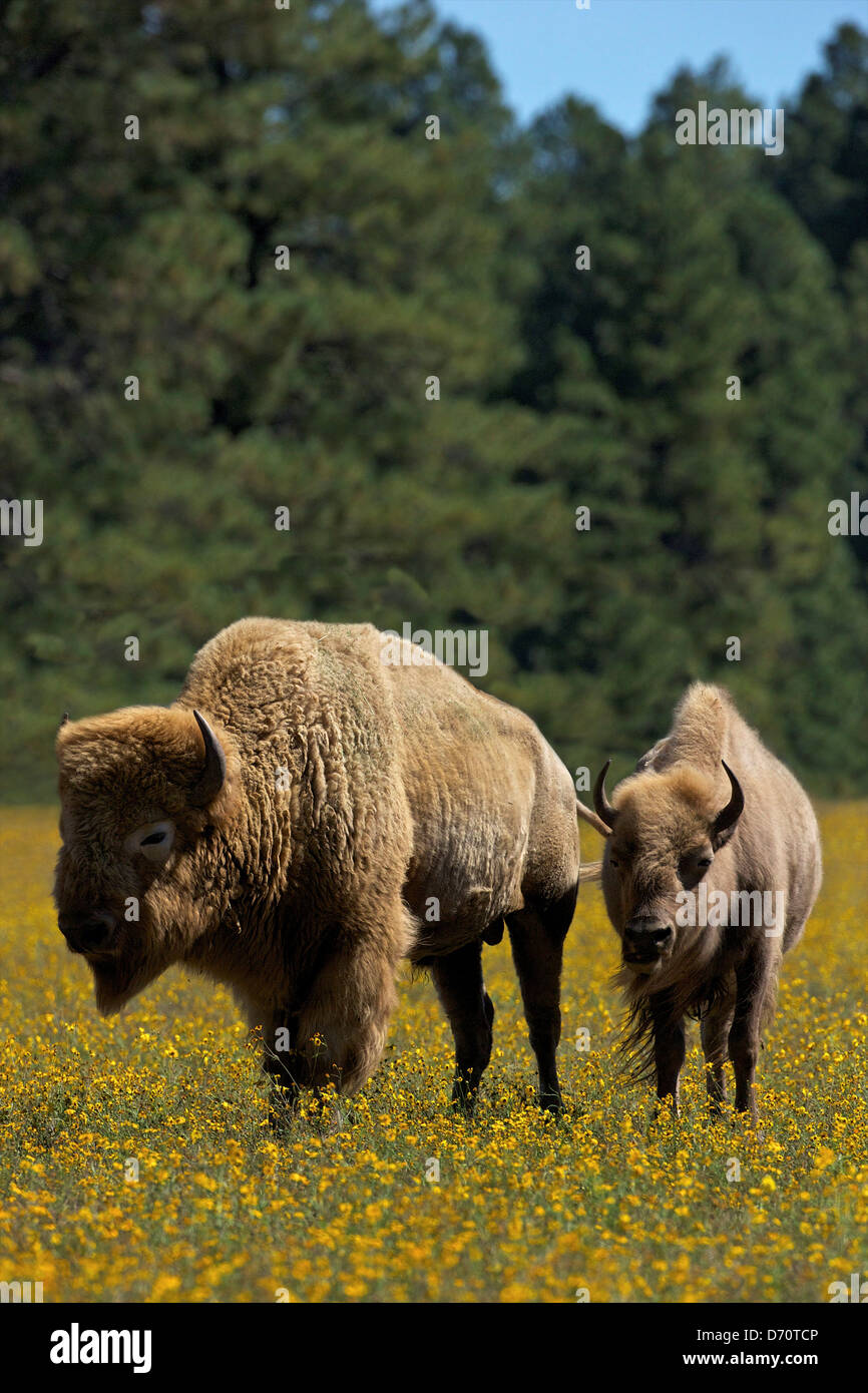 Williams, Arizona, EE.UU., Bearizona Wildlife Park, Dos bisontes blanco Foto de stock