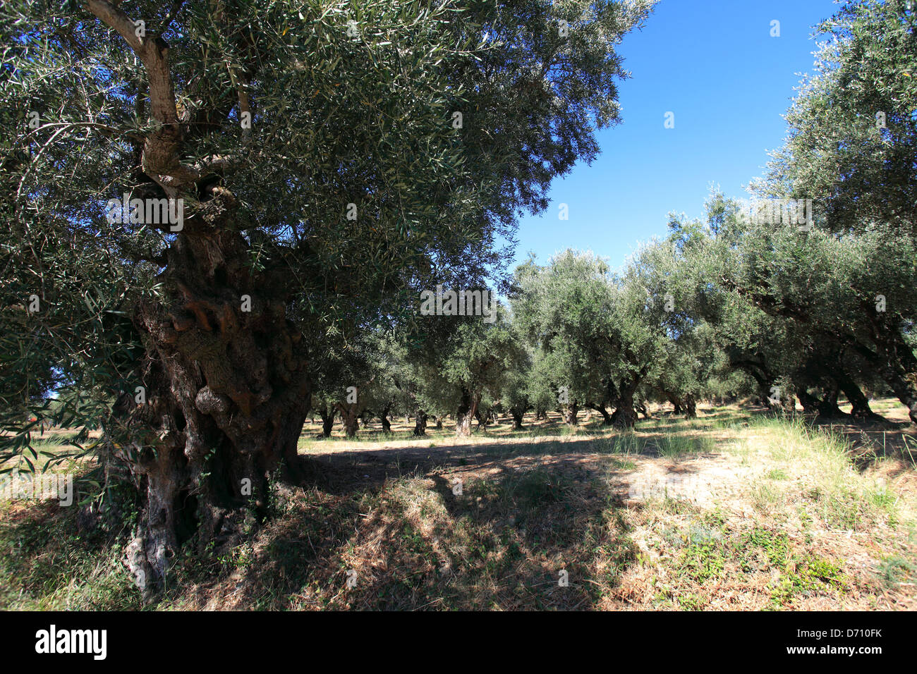 Olivo (Olea europaea) crecen en la isla de Zakynthos, Zante, Grecia, Europa Foto de stock