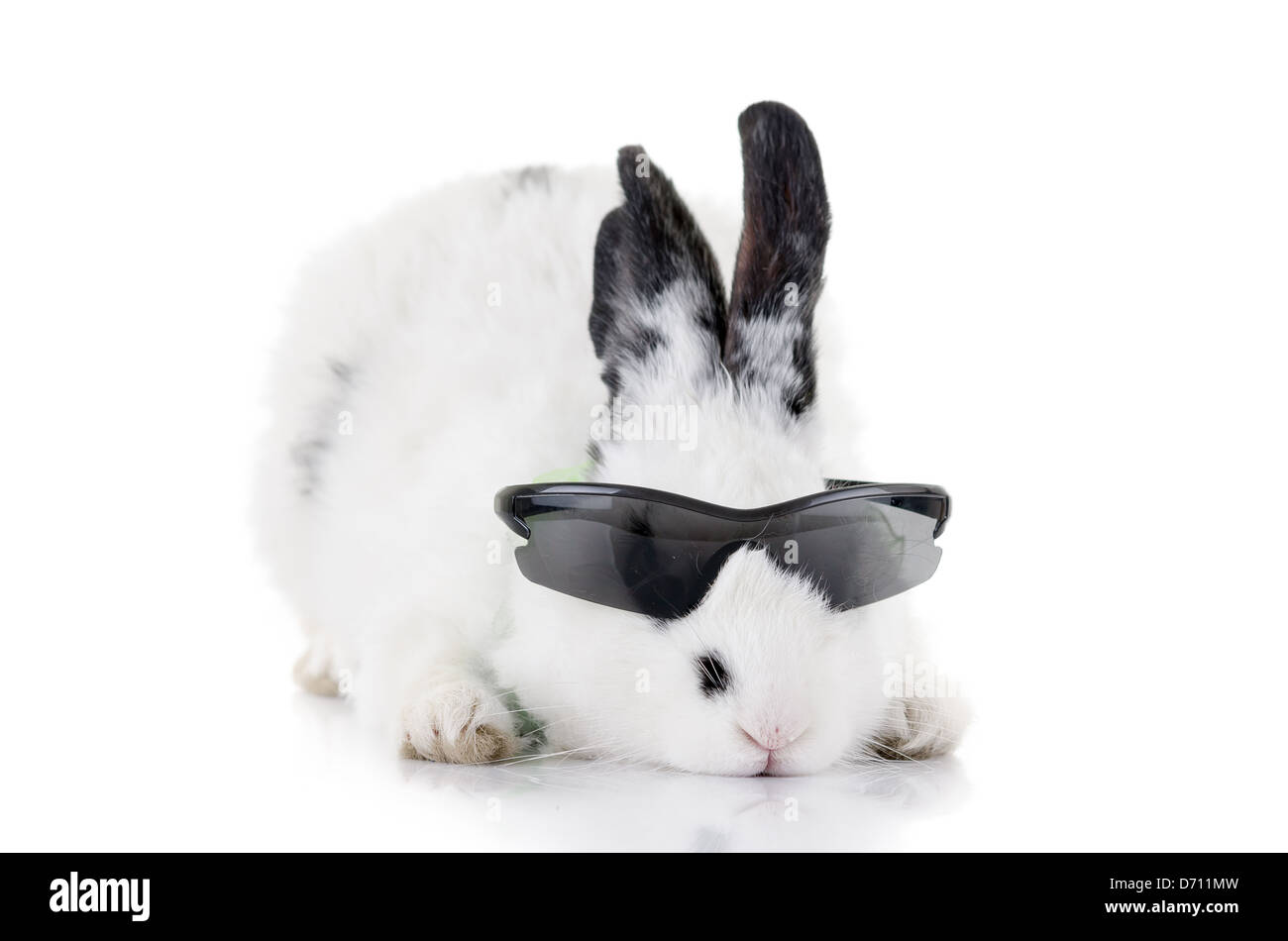 Conejo en gafas de sol aislado Fotografía de stock - Alamy