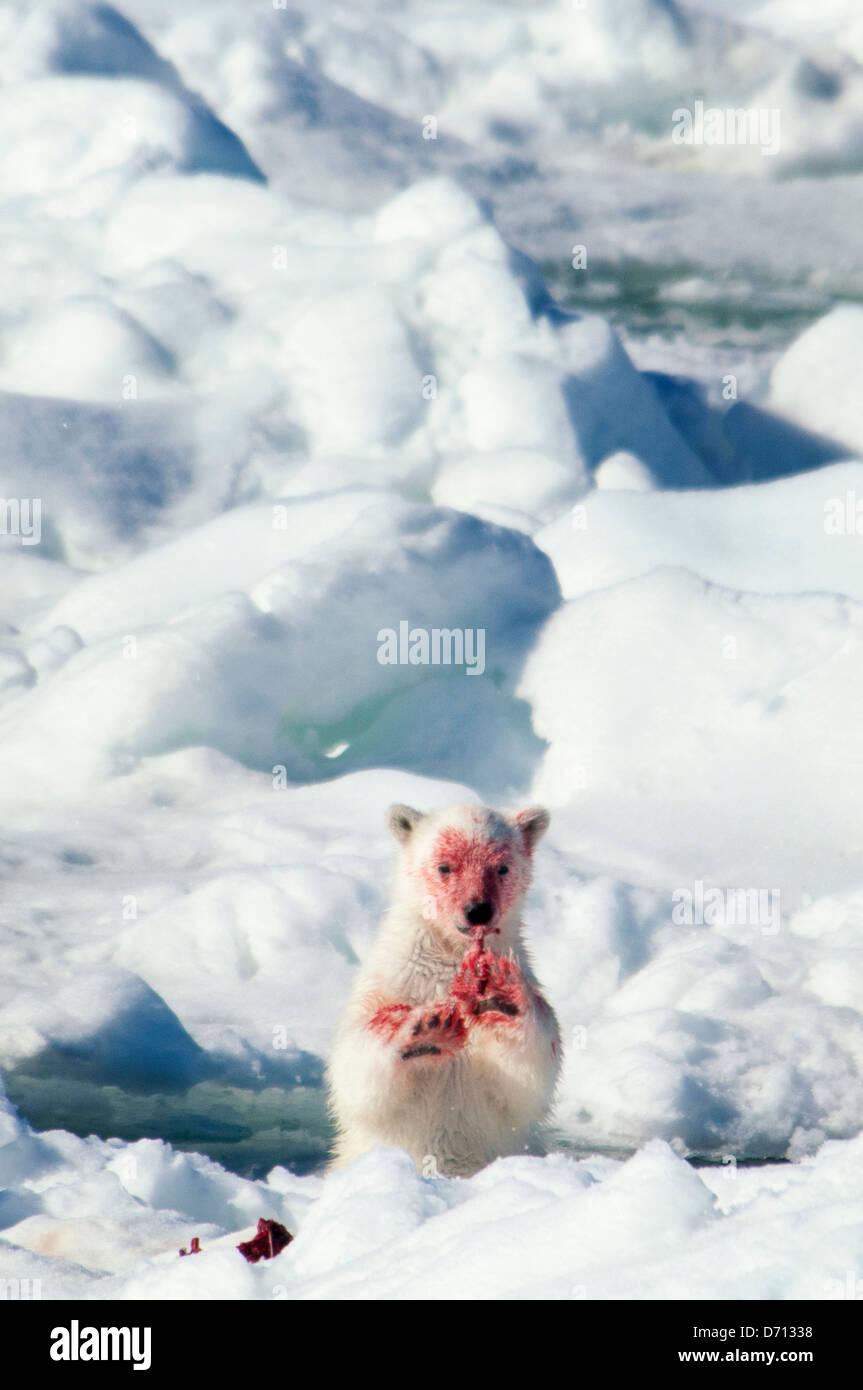 #9 en una serie de imágenes de una madre de oso polar, Ursus maritimus, al acecho de una junta para alimentar a sus crías gemelas, Svalbard, Noruega. Búsqueda "PBHunt' para todos. Foto de stock