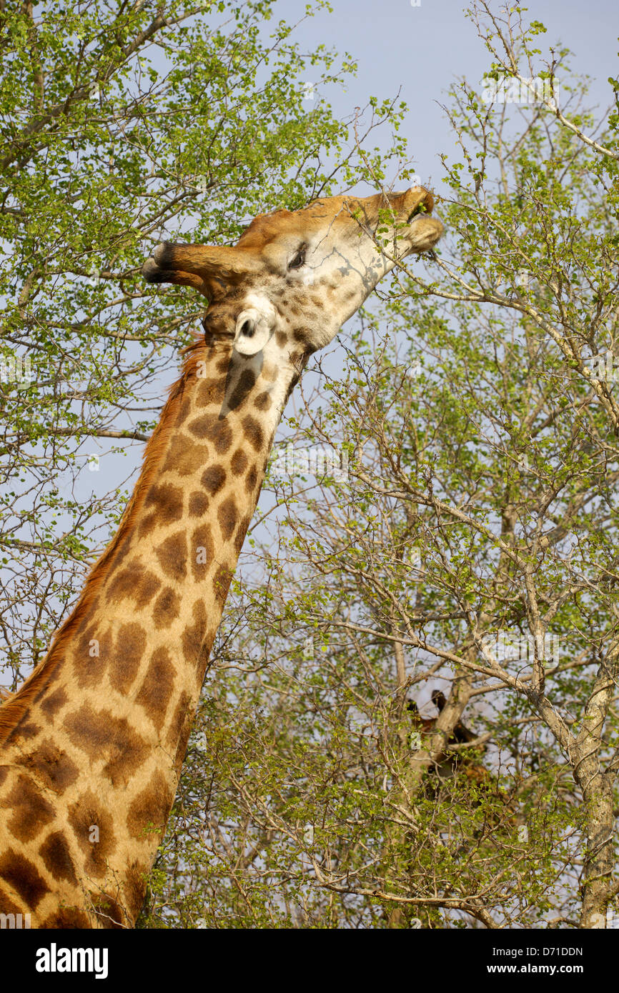 Un macho jirafa (Giraffa camelopardalis) se estira para alimentar en el Parque Nacional Kruger, Sudáfrica. Foto de stock