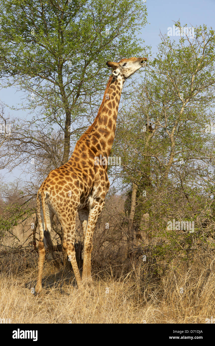Un macho jirafa (Giraffa camelopardalis) se estira para alimentar en el Parque Nacional Kruger, Sudáfrica. Foto de stock