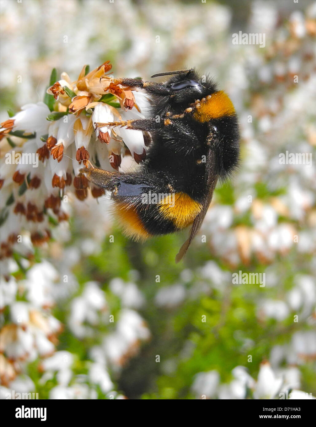 Bumble Bee bumblebee de brezo en flor a comienzos de la primavera Foto de stock