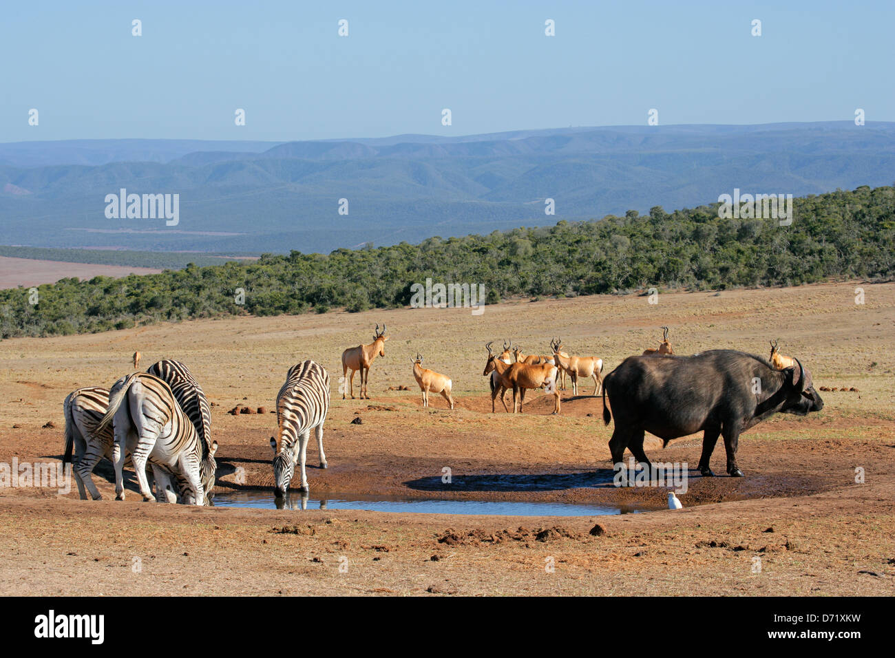 Cape búfalos, cebras y llanuras hartebeest rojo reunir en un abrevadero, Sudáfrica Foto de stock