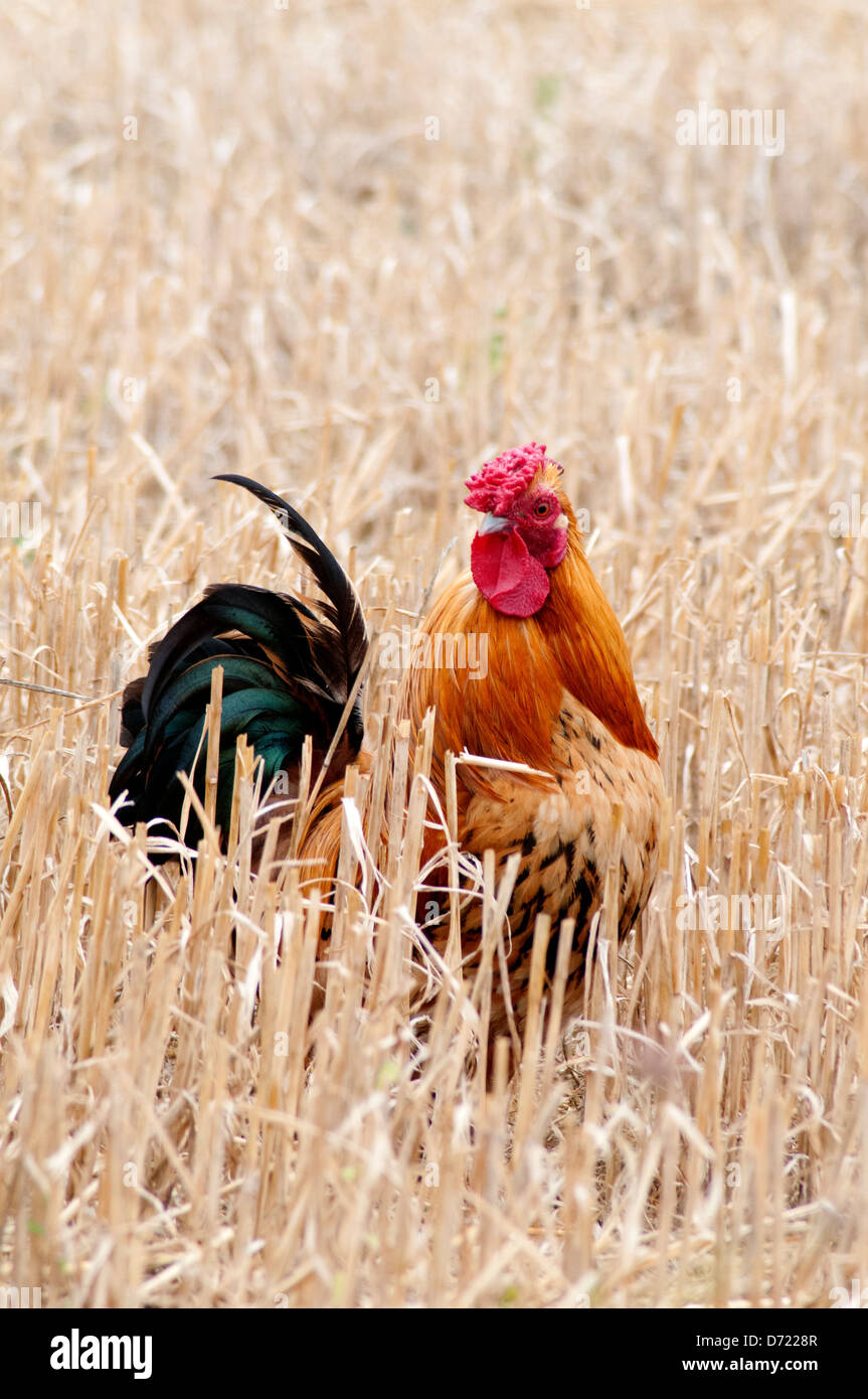 Gallo en un campo de maíz en Francia Foto de stock