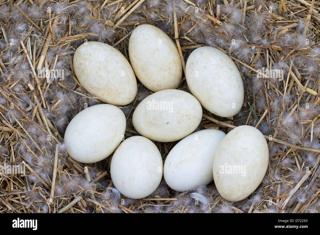 Graylag Goose / Graylag Goose (Anser anser) con embrague nido de huevos en lecho de juncos Foto de stock