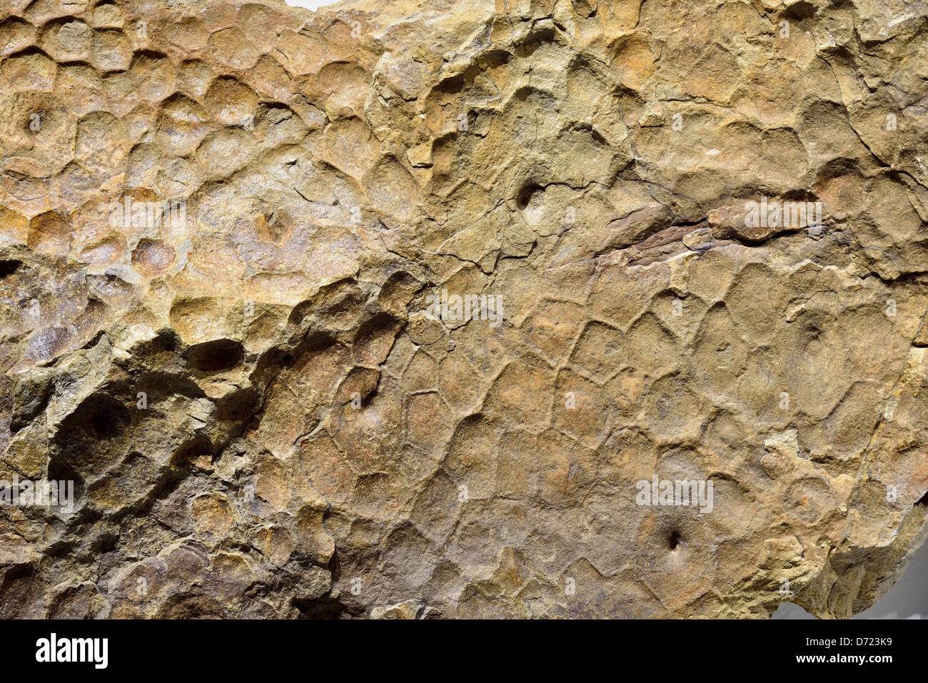 Piel de dinosaurio fotografías e imágenes de alta resolución - Alamy