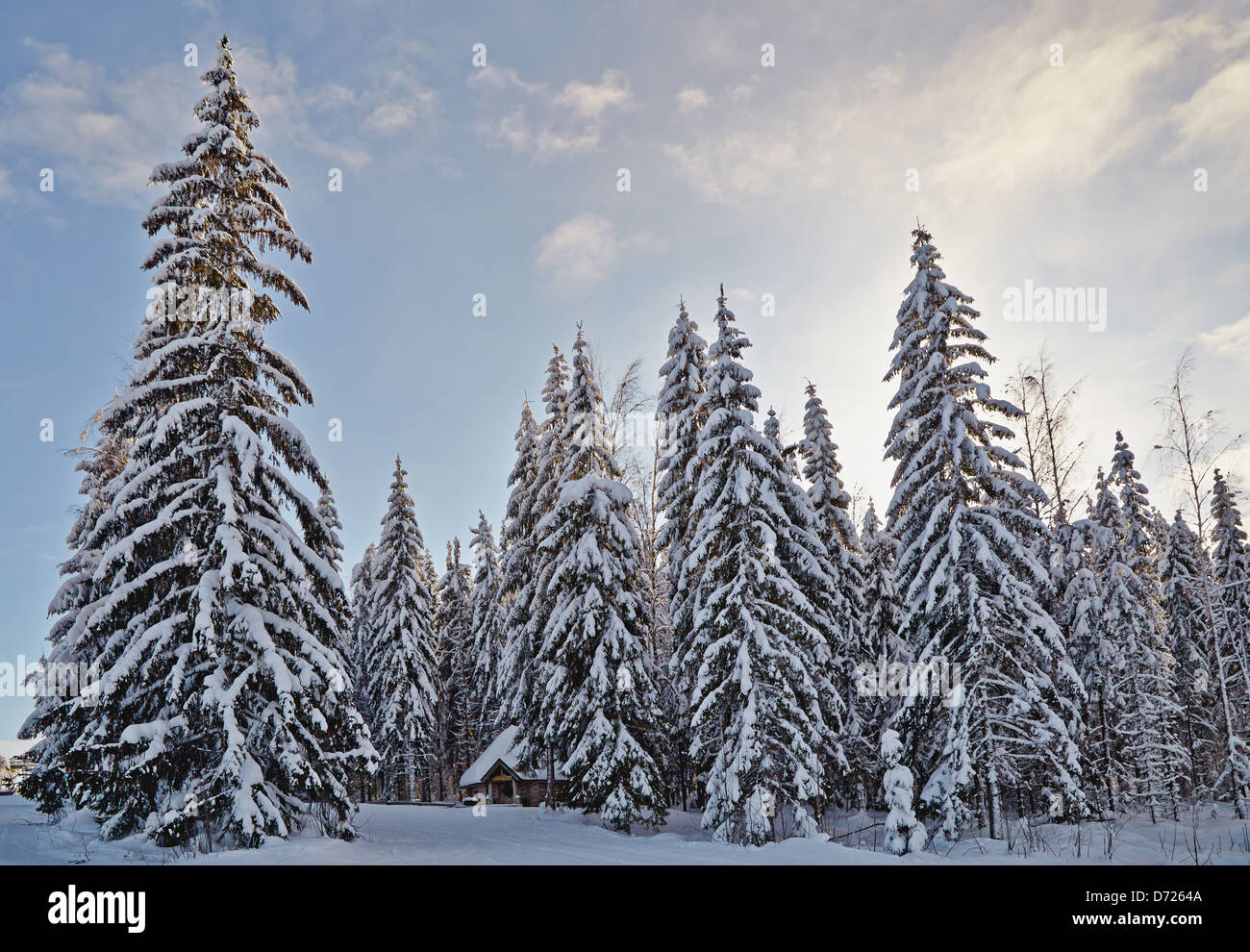 Bosque de abetos de invierno con árboles cubiertos de nieve y la pequeña cabina Foto de stock