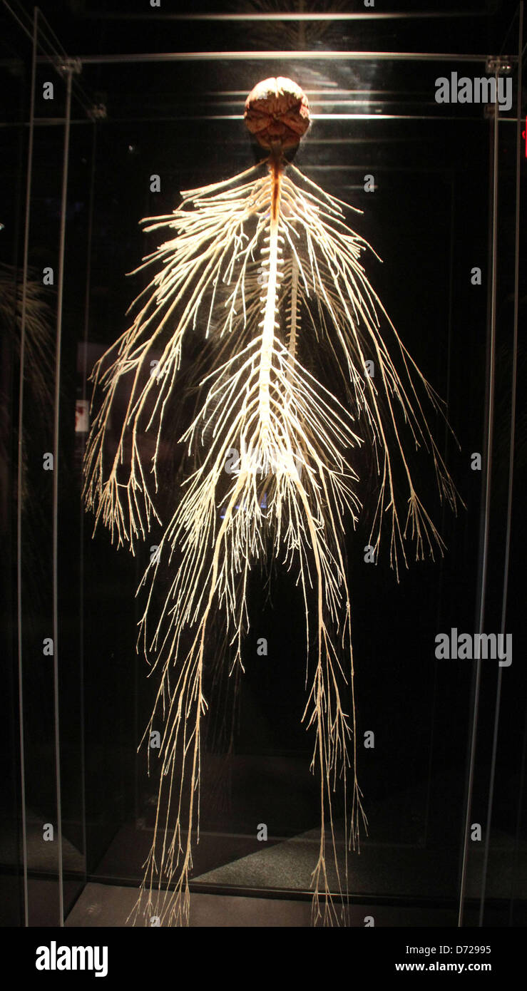 Von body worlds original exhibition fotografías e imágenes de alta