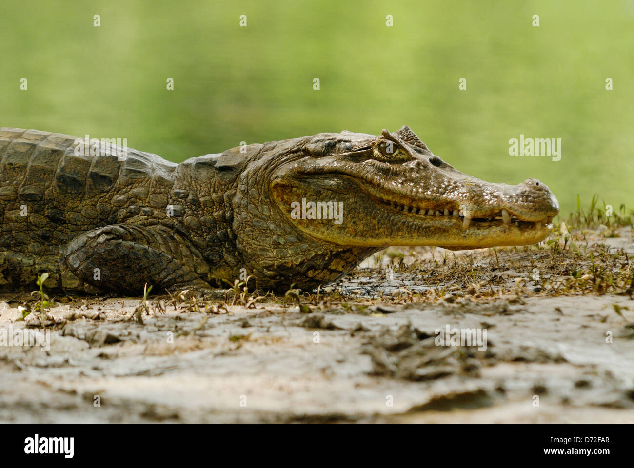 Babas (Caiman crocodilus) en el Refugio Nacional de Vida Silvestre Caño Negro, Costa Rica Foto de stock