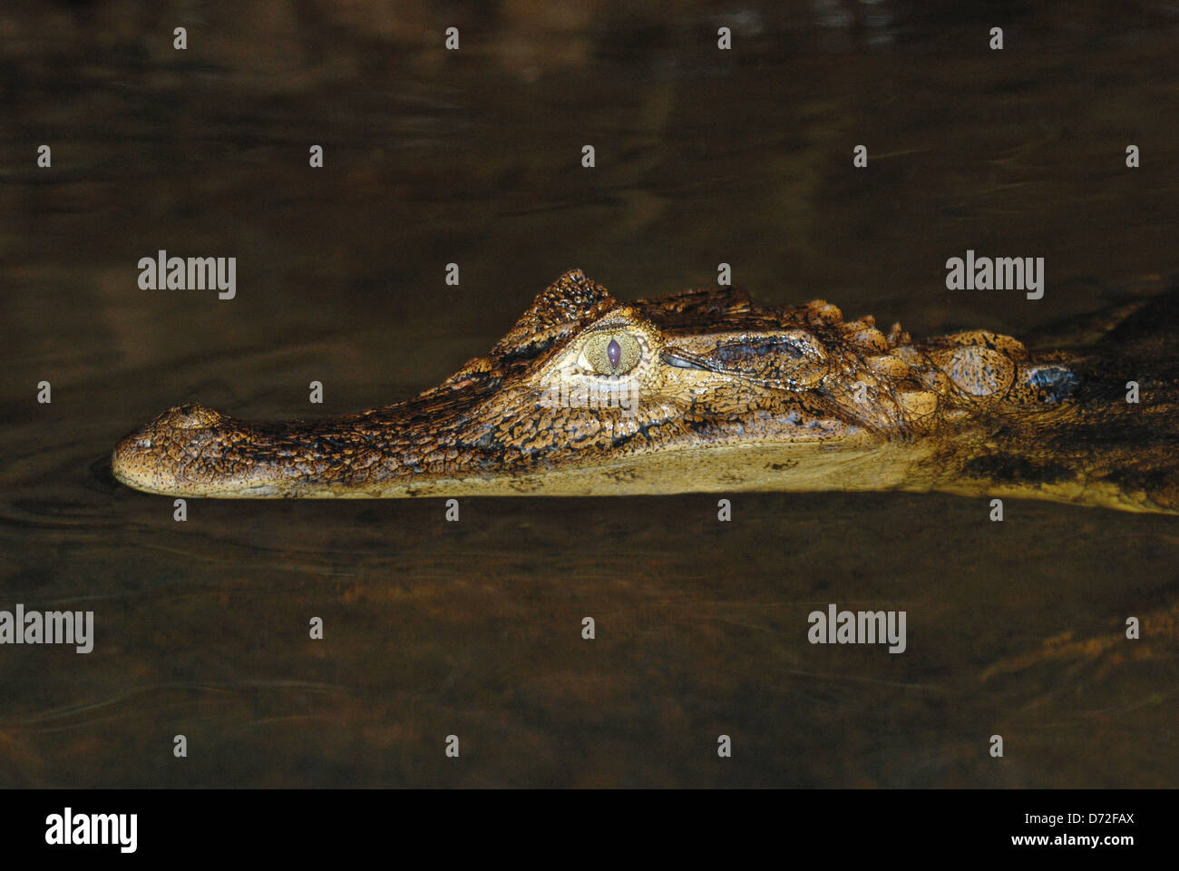 Babas (Caiman crocodilus) en el Parque Nacional de Tortuguero, Costa Rica. Foto de stock