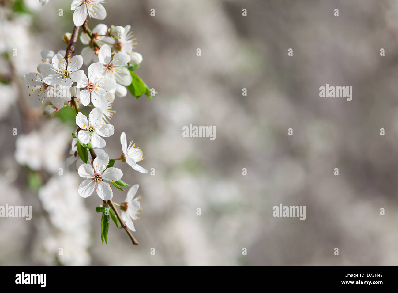 Blooming árbol frutal o flor blanca y nueva hojas verdes, fondo de primavera Foto de stock